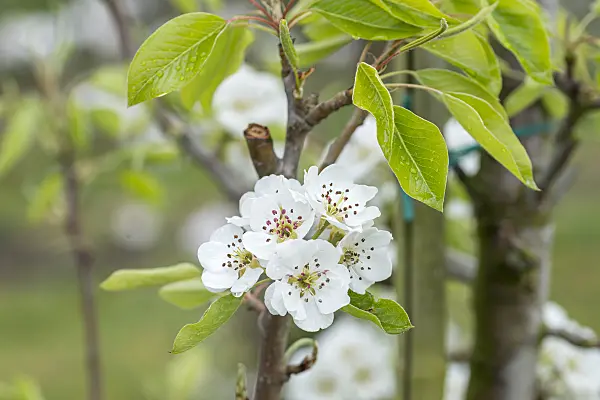 625338 - Common pear (Pyrus communis 'Clapp's Favourite' syn. Pyrus communis 'Clapps Liebling')
