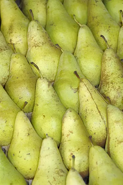 517360 - Common pear (Pyrus communis 'Concorde')