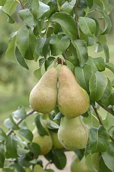 547239 - Common pear (Pyrus communis 'Concorde')
