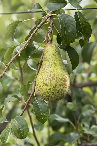 616097 - Common pear (Pyrus communis 'Concorde')