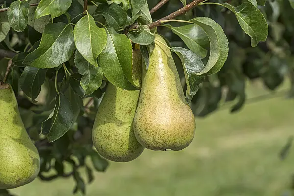 616098 - Common pear (Pyrus communis 'Concorde')