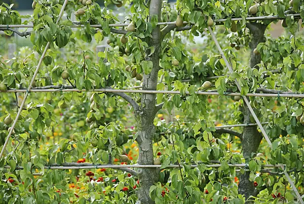 502388 - Common pear (Pyrus communis 'Conference')