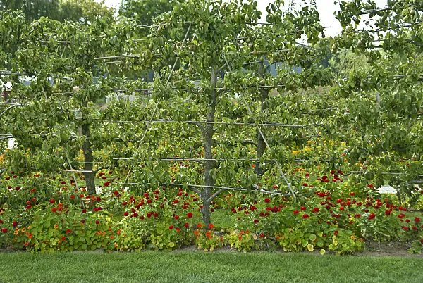 517361 - Common pear (Pyrus communis 'Conference')