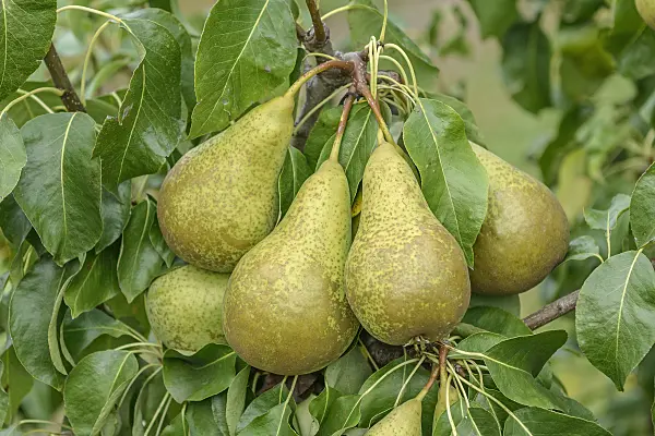 547241 - Common pear (Pyrus communis 'Conference')