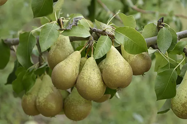 547243 - Common pear (Pyrus communis 'Conference')