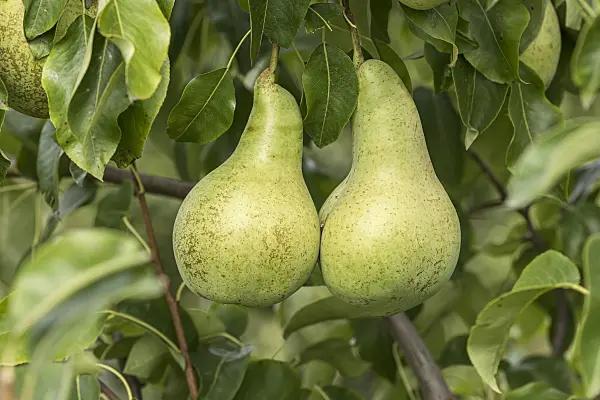 616115 - Common pear (Pyrus communis 'Dagmar')