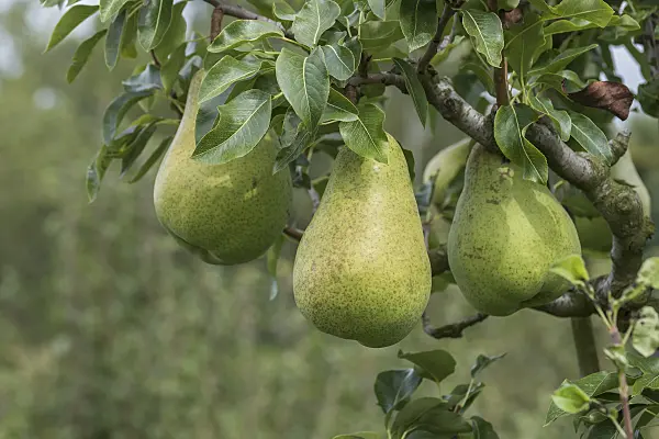 616116 - Common pear (Pyrus communis 'Dana')
