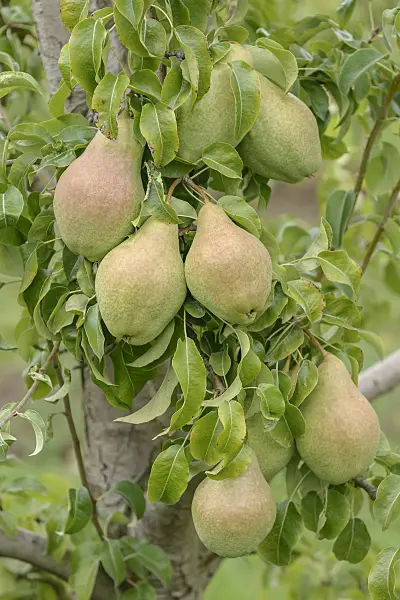 547244 - Common pear (Pyrus communis 'David')