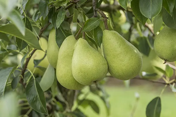616100 - Common pear (Pyrus communis 'Delwilmor')