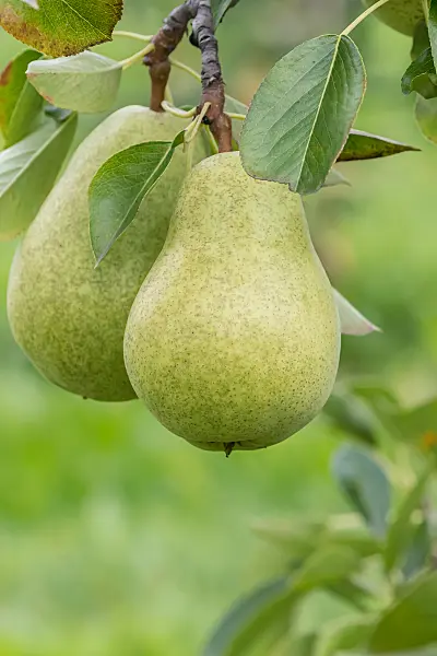 675313 - Common pear (Pyrus communis 'Delwimor')