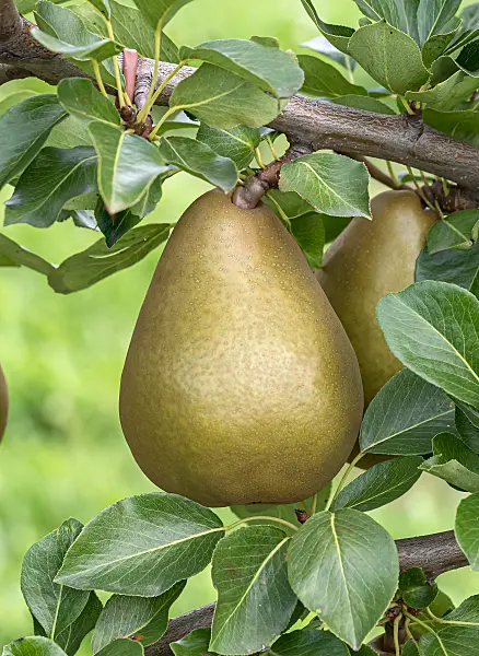 675314 - Common pear (Pyrus communis 'Delwini')
