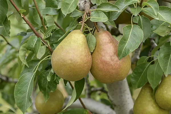 547247 - Common pear (Pyrus communis 'Durondeau de Tongre')
