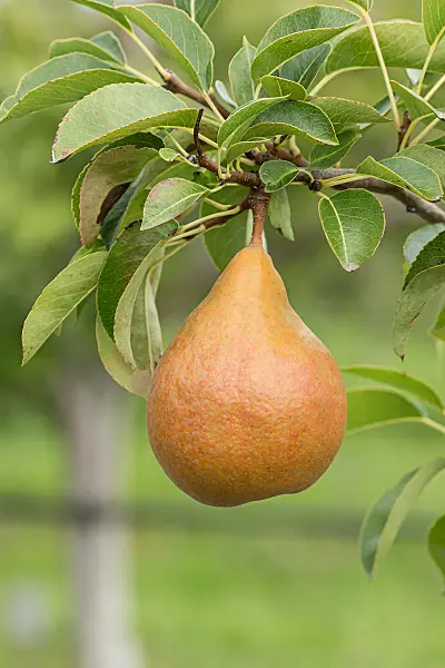 675315 - Common pear (Pyrus communis 'Durondeau de Tongre')
