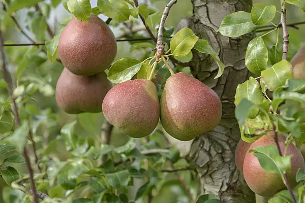 547248 - Common pear (Pyrus communis 'Eckehard')