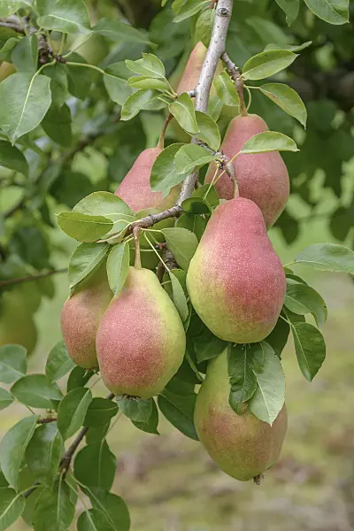 547249 - Common pear (Pyrus communis 'Elektra')