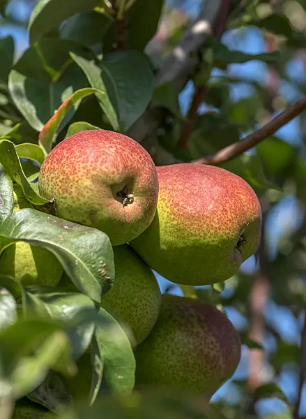 675331 - Common pear (Pyrus communis 'Forellenbirne')