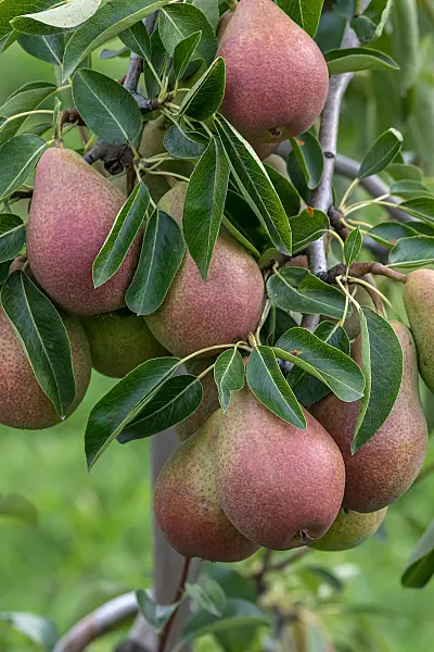 675333 - Common pear (Pyrus communis 'Fred')