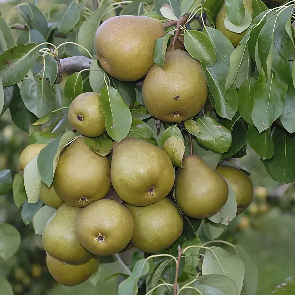 471449 - Common pear (Pyrus communis 'Gellerts Butterbirne')