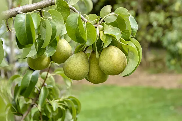 593171 - Common pear (Pyrus communis 'Gellerts Butterbirne')