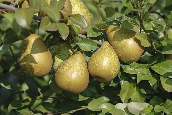 517362 - Common pear (Pyrus communis 'Général Leclerc')