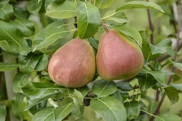 547251 - Common pear (Pyrus communis 'Gerburg')