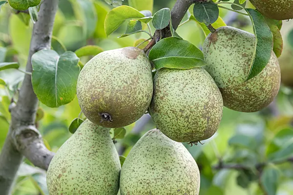 675334 - Common pear (Pyrus communis 'Gräfin von Paris')