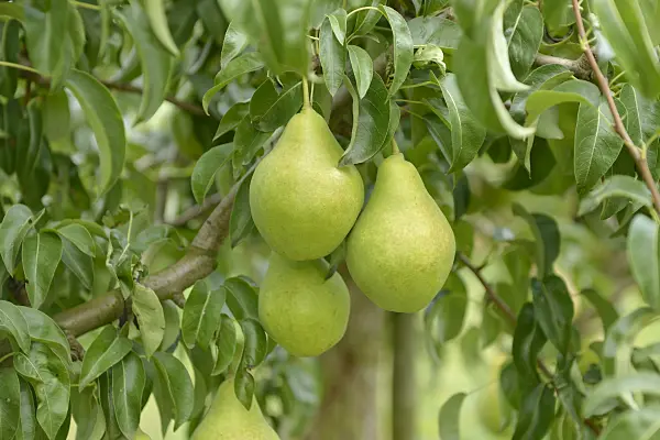 558200 - Common pear (Pyrus communis 'Gute Luise von Avranches')