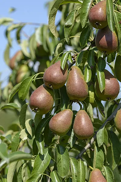 575294 - Common pear (Pyrus communis 'Gute Luise von Avranches')