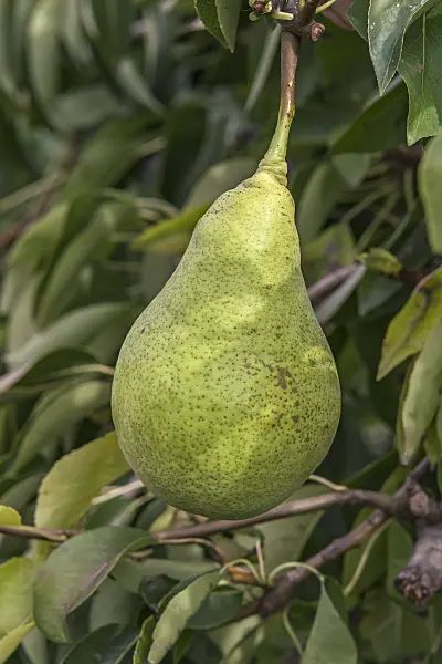 635147 - Common pear (Pyrus communis 'Harrow Sweet')