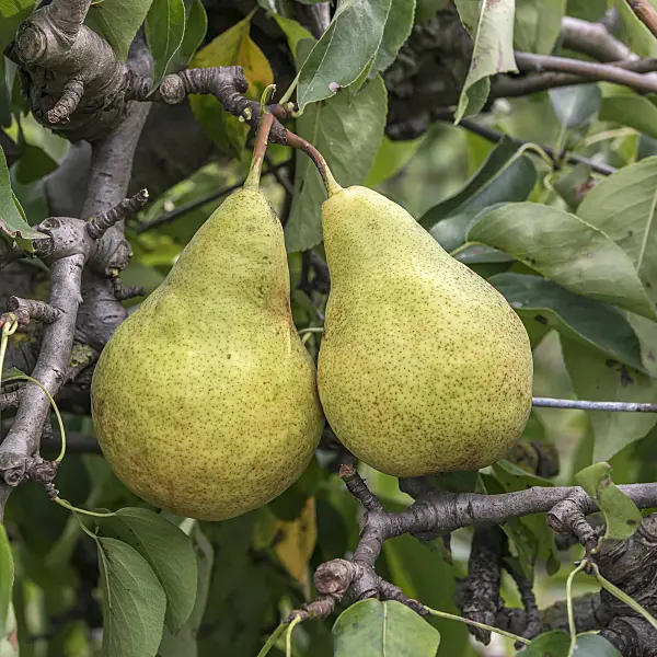 635148 - Common pear (Pyrus communis 'Harrow Sweet')