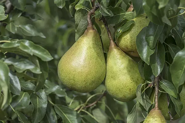 616106 - Common pear (Pyrus communis 'Hochfeine Butterbirne')