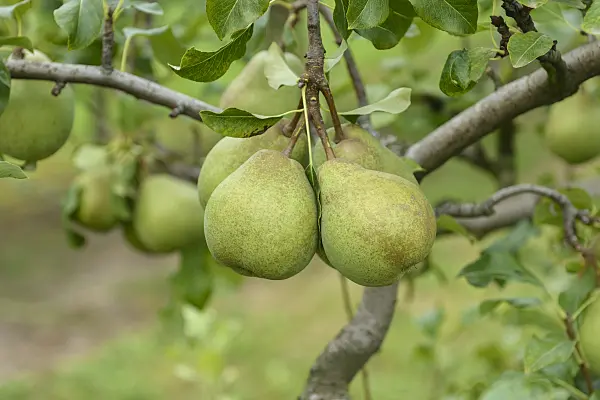 547254 - Common pear (Pyrus communis 'Jeanne d'Arc')
