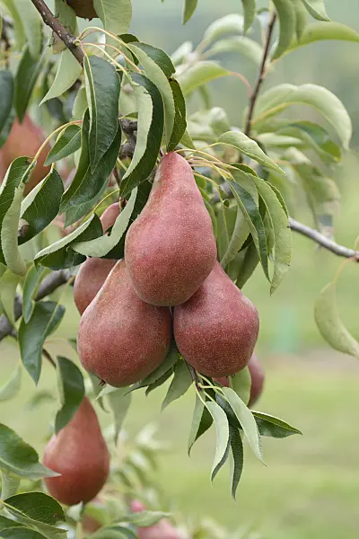 547255 - Common pear (Pyrus communis 'Karina')
