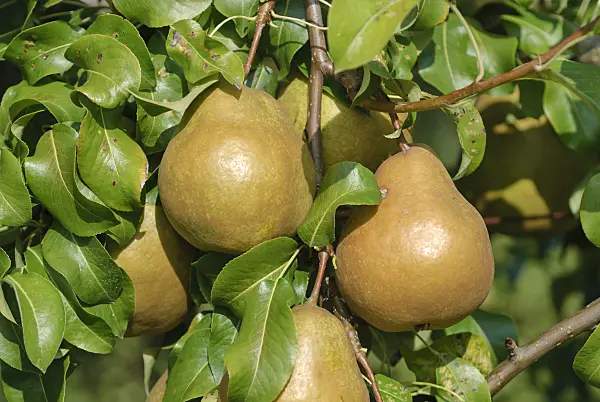 517364 - Common pear (Pyrus communis 'Kirilla')