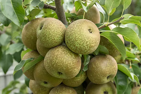 675322 - Common pear (Pyrus communis 'Krämersheider Bergamotte')