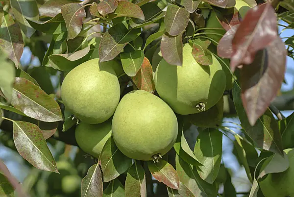 517365 - Common pear (Pyrus communis 'Liegel's Winterbutterbirne')