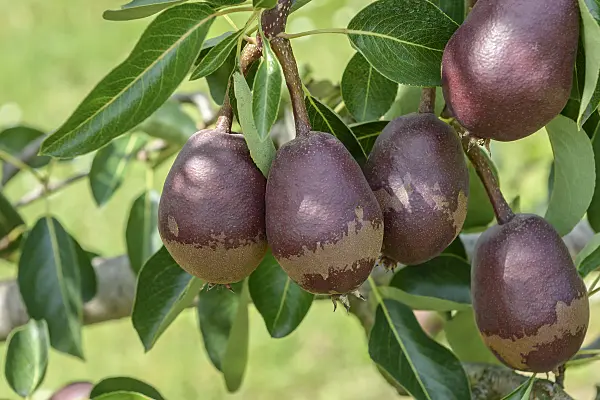 558196 - Common pear (Pyrus communis 'Lombacad')