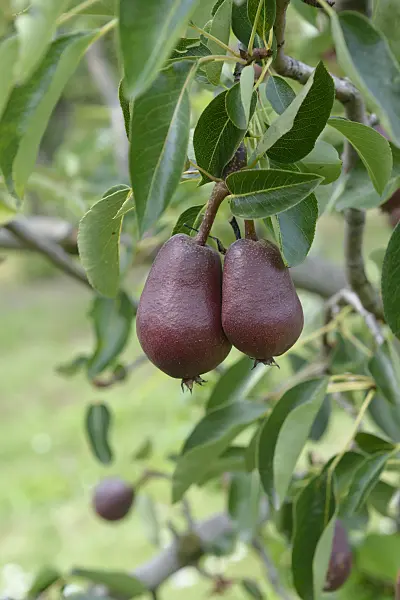 558197 - Common pear (Pyrus communis 'Lombacad')