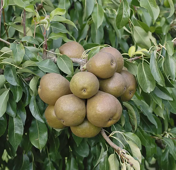 471450 - Common pear (Pyrus communis 'Madame Verte')