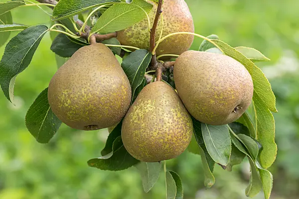 675323 - Common pear (Pyrus communis 'Madame Verte')