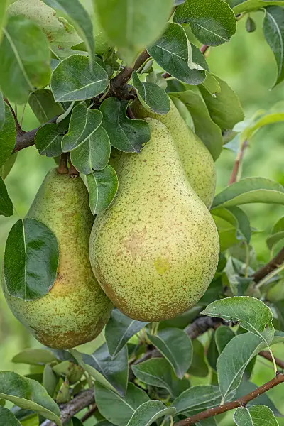 675325 - Common pear (Pyrus communis 'Nojabrskaja')