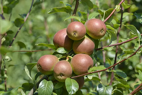 575290 - Common pear (Pyrus communis 'Nordhäuser Winterforelle')