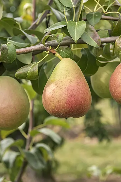 635151 - Common pear (Pyrus communis 'Nordhäuser Winterforelle')