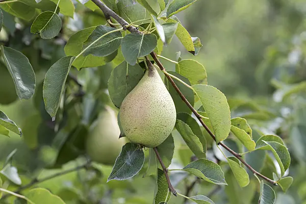 625334 - Common pear (Pyrus communis 'Pastorenbirne')
