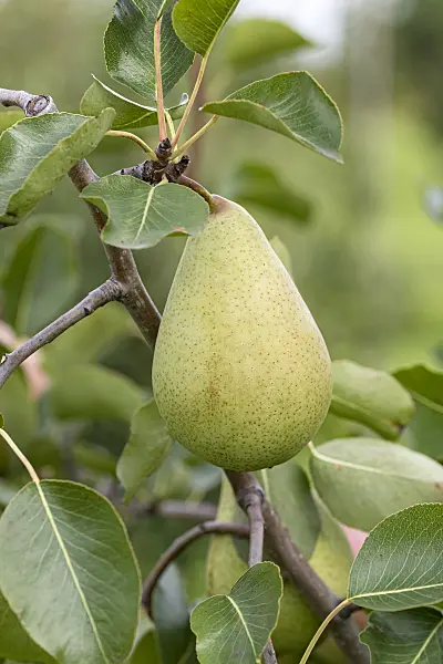 625335 - Common pear (Pyrus communis 'Pastorenbirne')