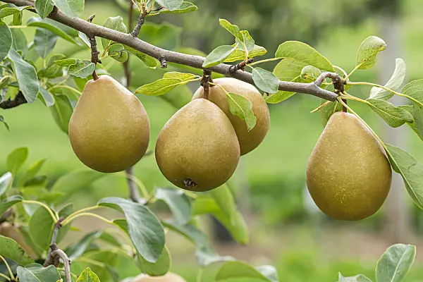 675328 - Common pear (Pyrus communis 'Président Héron')