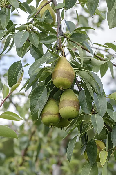 558198 - Common pear (Pyrus communis 'Progress')