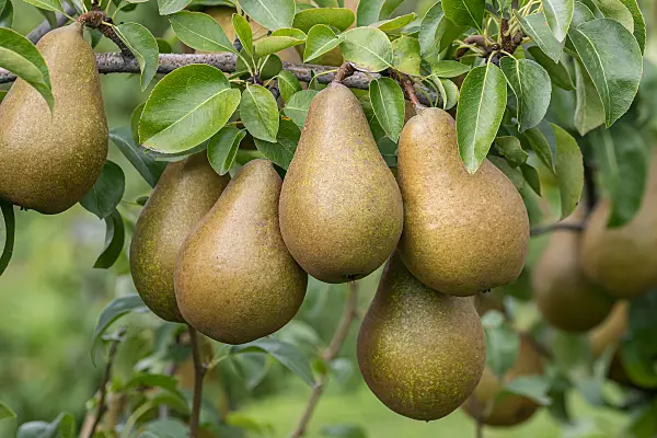 675329 - Common pear (Pyrus communis 'Roksolana')
