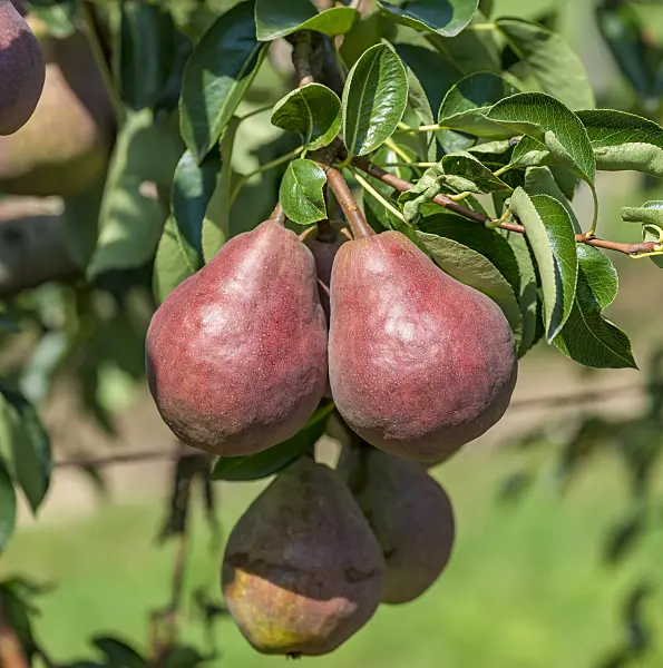 625336 - Common pear (Pyrus communis 'Rote Williams Christ')