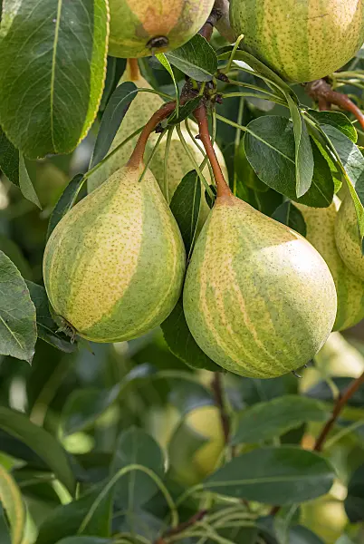 675330 - Common pear (Pyrus communis 'Schweizerhose')